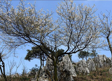 重慶康養(yǎng)聯(lián)盟基地1.jpg