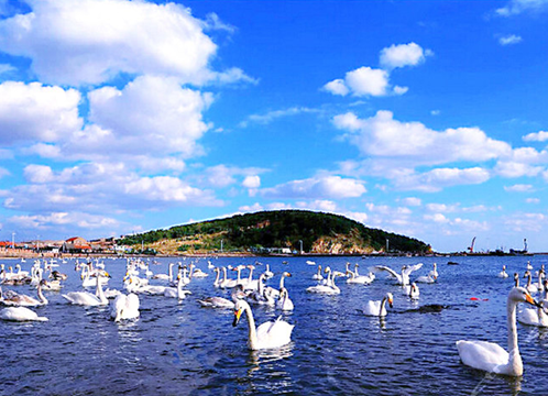 威海天鵝湖康養(yǎng)聯(lián)盟基地.png